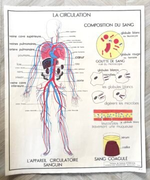 AFFICHE SCOLAIRE LA CIRCULATION / LE COEUR