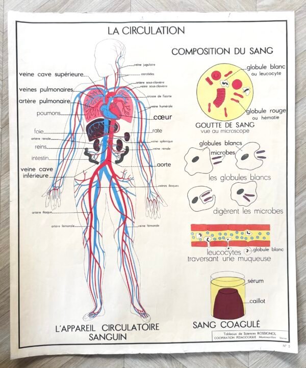 IMG_9579 AFFICHE SCOLAIRE LA CIRCULATION / LE COEUR