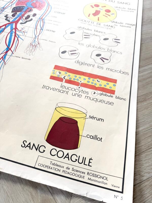 IMG_9580 AFFICHE SCOLAIRE LA CIRCULATION / LE COEUR