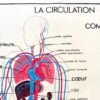 IMG_9581 AFFICHE SCOLAIRE LA CIRCULATION / LE COEUR
