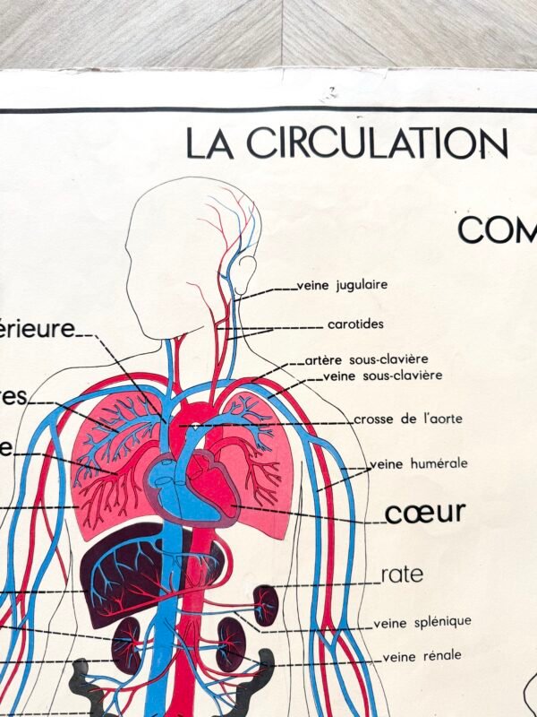 IMG_9581 AFFICHE SCOLAIRE LA CIRCULATION / LE COEUR