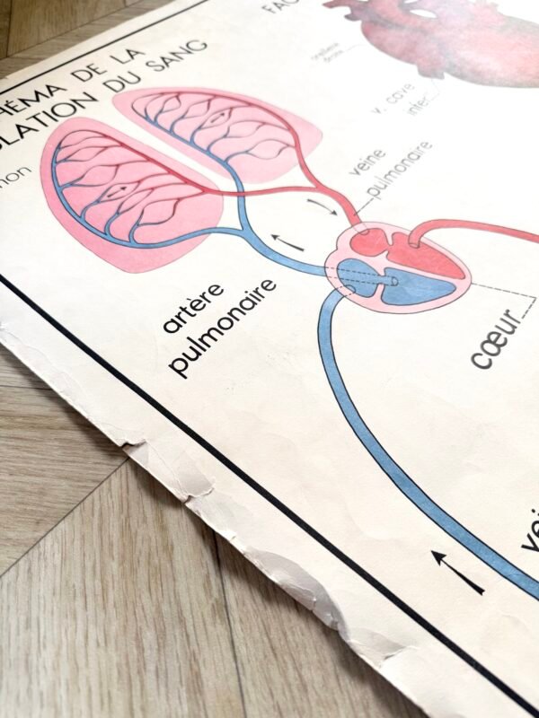 IMG_9582 AFFICHE SCOLAIRE LA CIRCULATION / LE COEUR