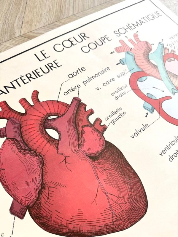 IMG_9583 AFFICHE SCOLAIRE LA CIRCULATION / LE COEUR