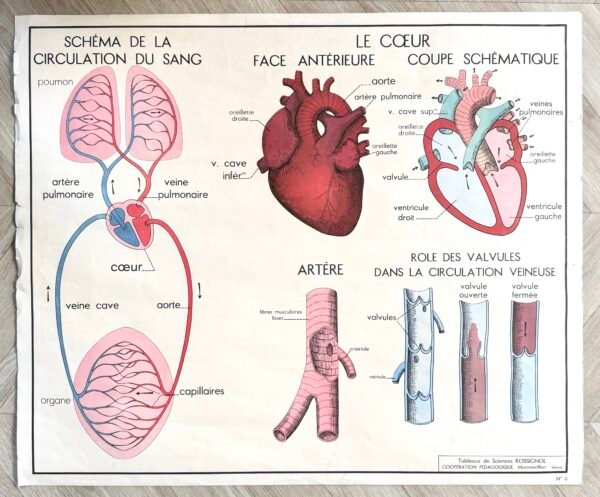 IMG_9584 AFFICHE SCOLAIRE LA CIRCULATION / LE COEUR