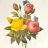 PLANCHE ROSES REDOUTÉ