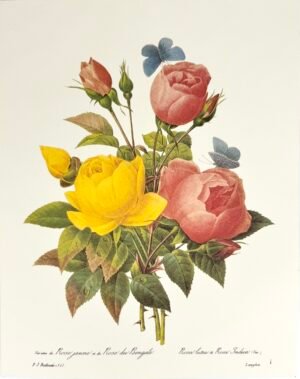 PLANCHE ROSES REDOUTÉ
