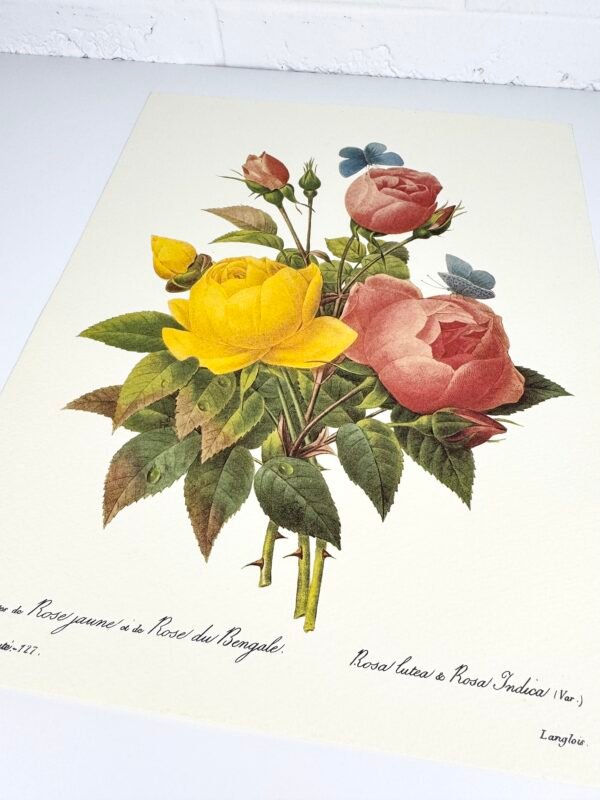 PLANCHE ROSES REDOUTÉ