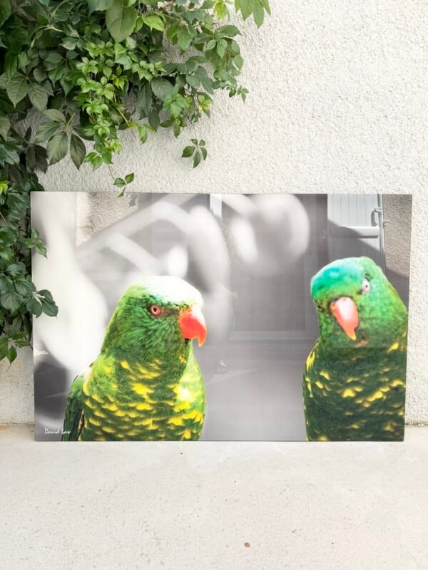 GRAND TABLEAU PLEXI OISEAUX